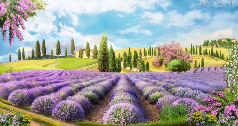 Фотообои De-Art Лавандовое поле